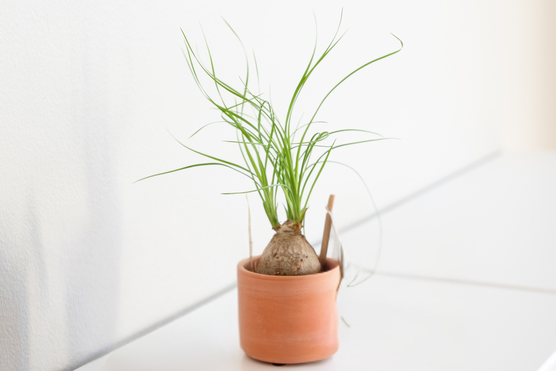 Beaucarnea