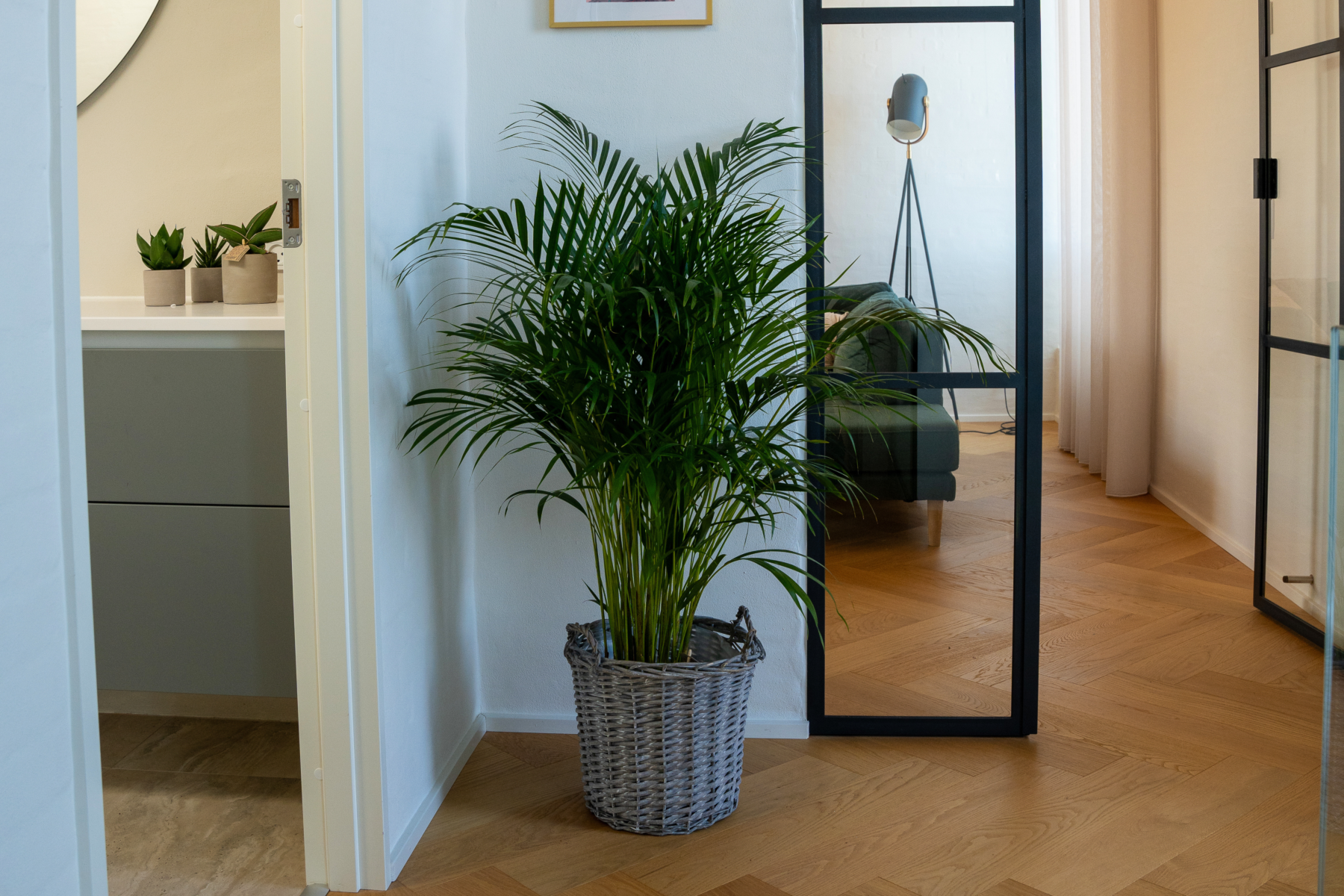 Dypsis