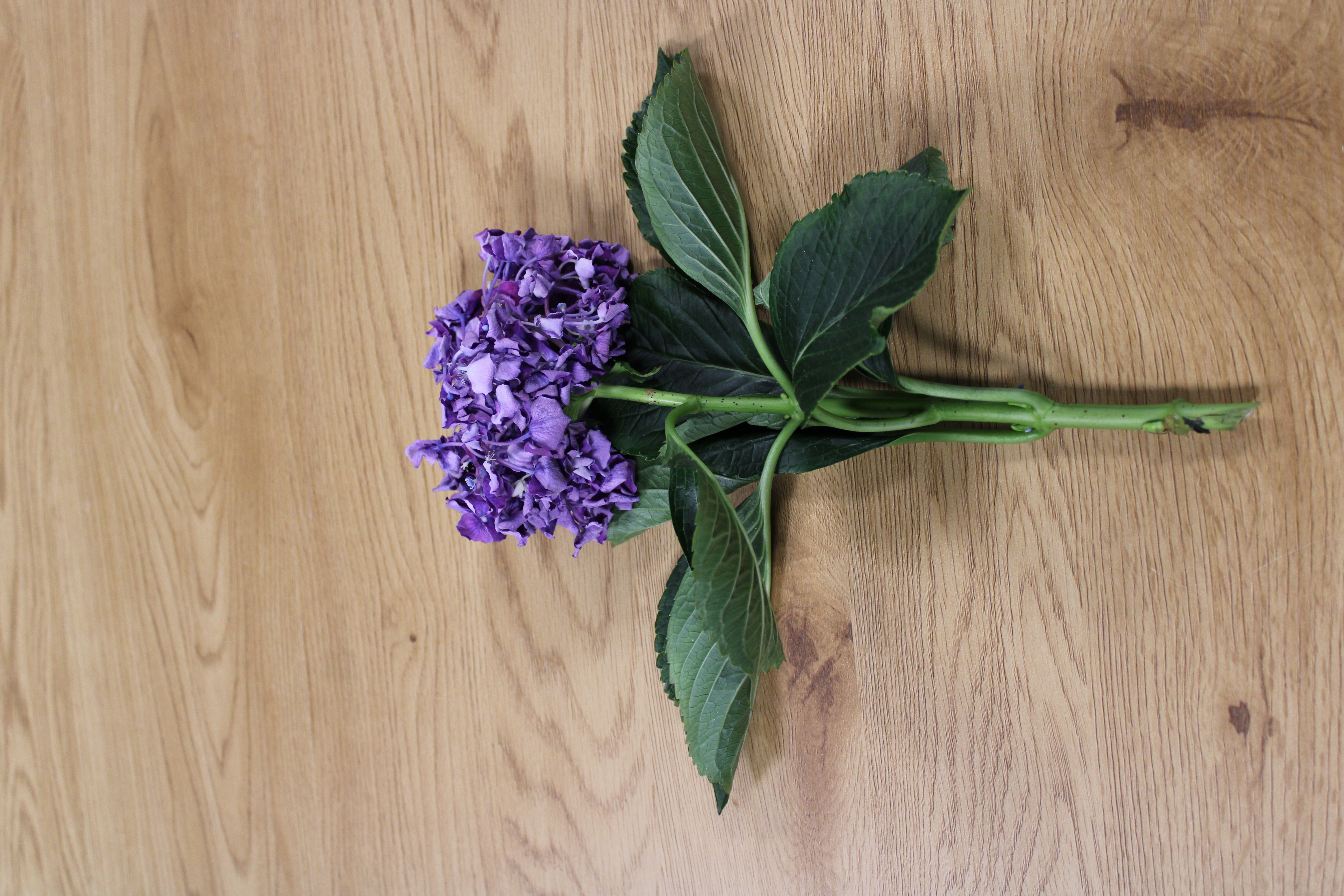 et styk trist hortensia