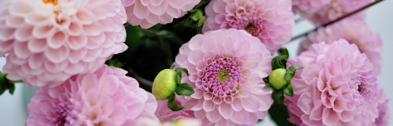 Top banner dahlia 1.0
