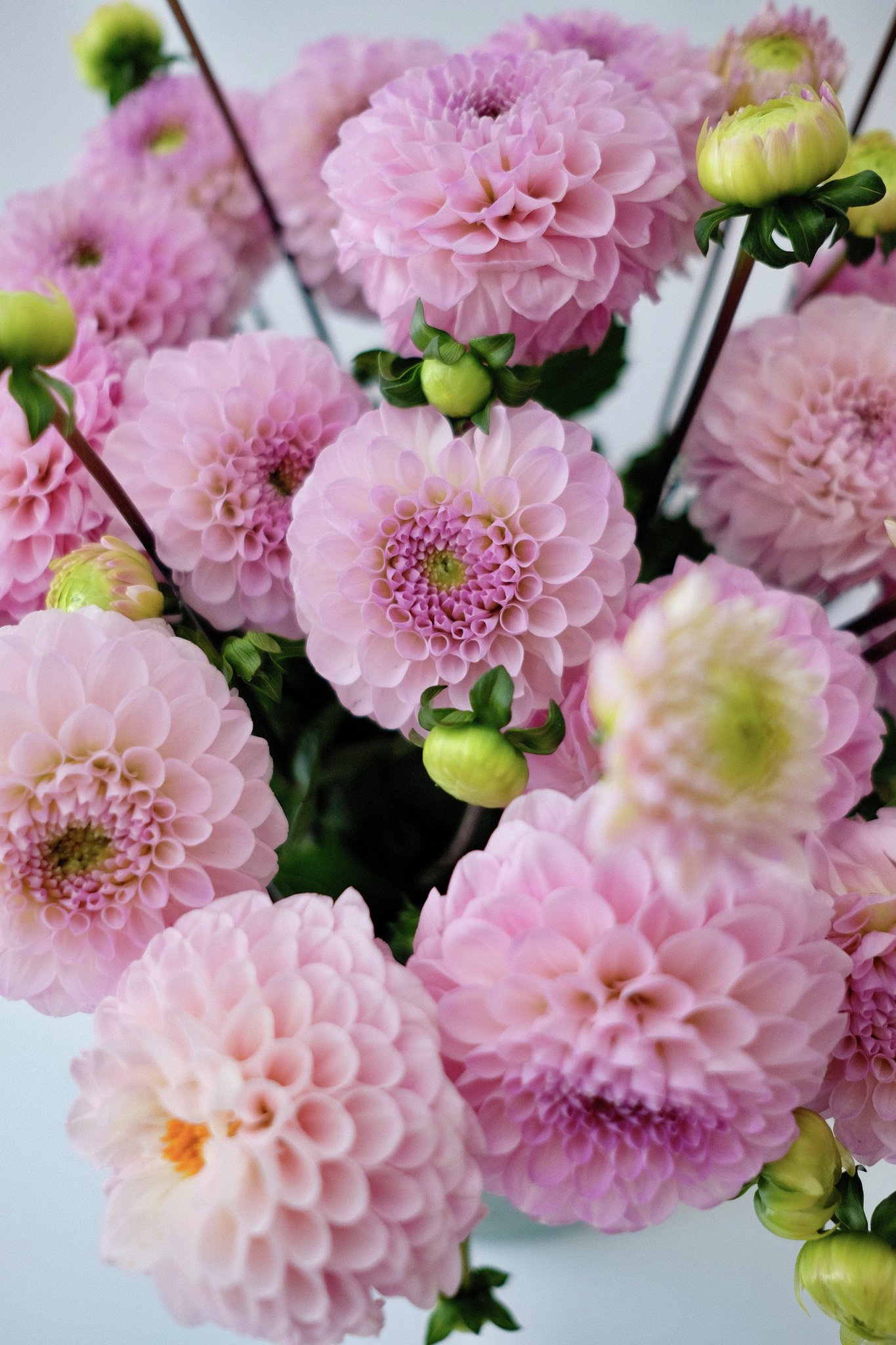 Send blomster til København Ø