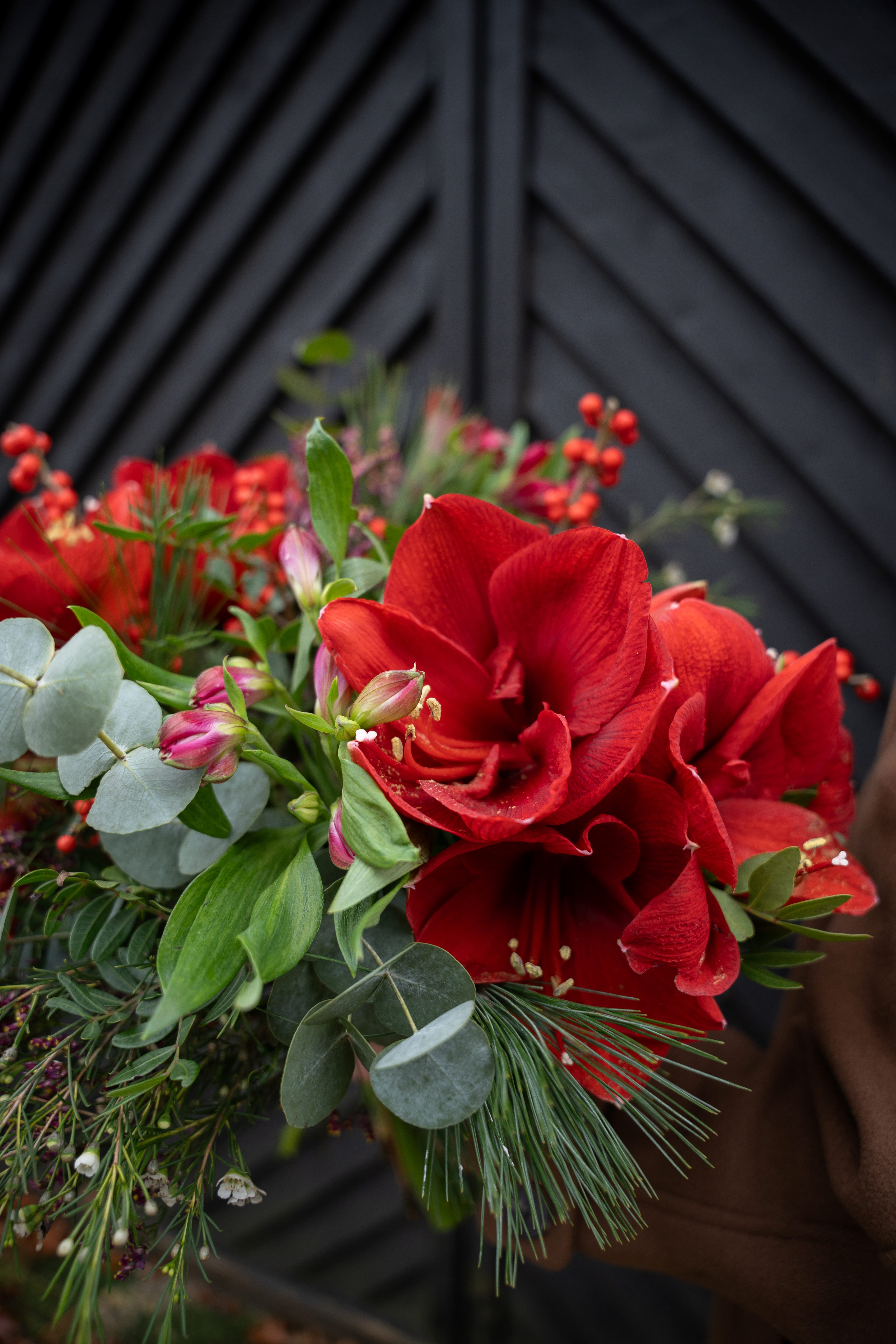Amaryllis