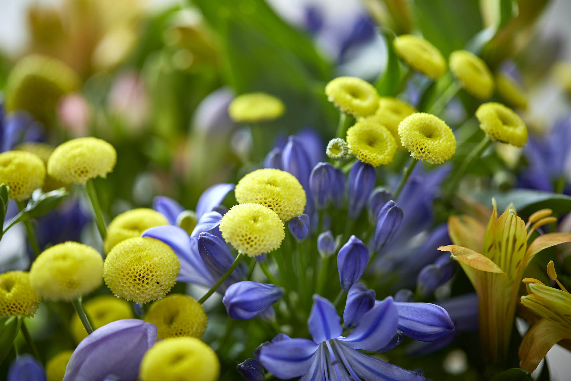 Send blomster til Brønshøj