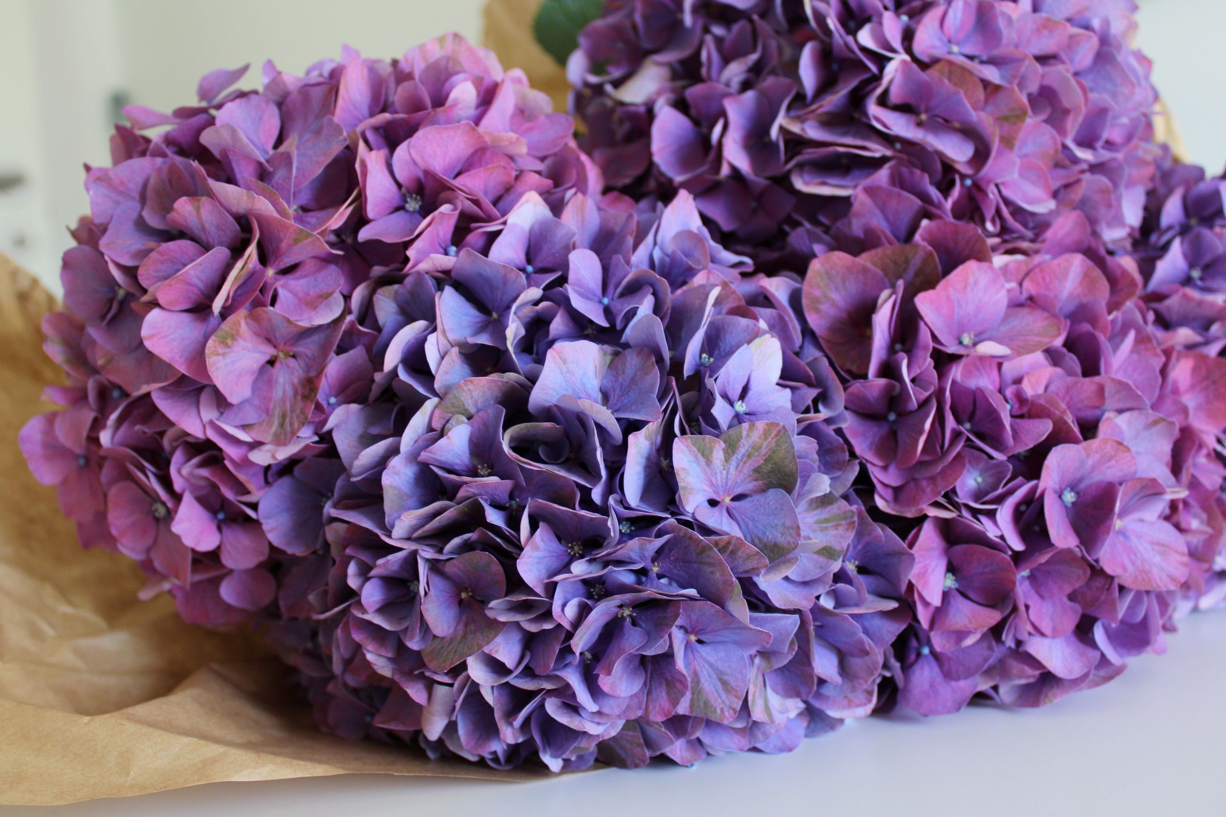 Hortensia