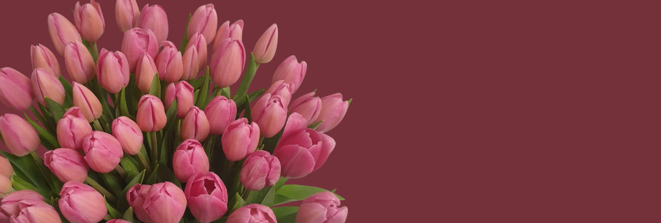 Pink_tulipaner
