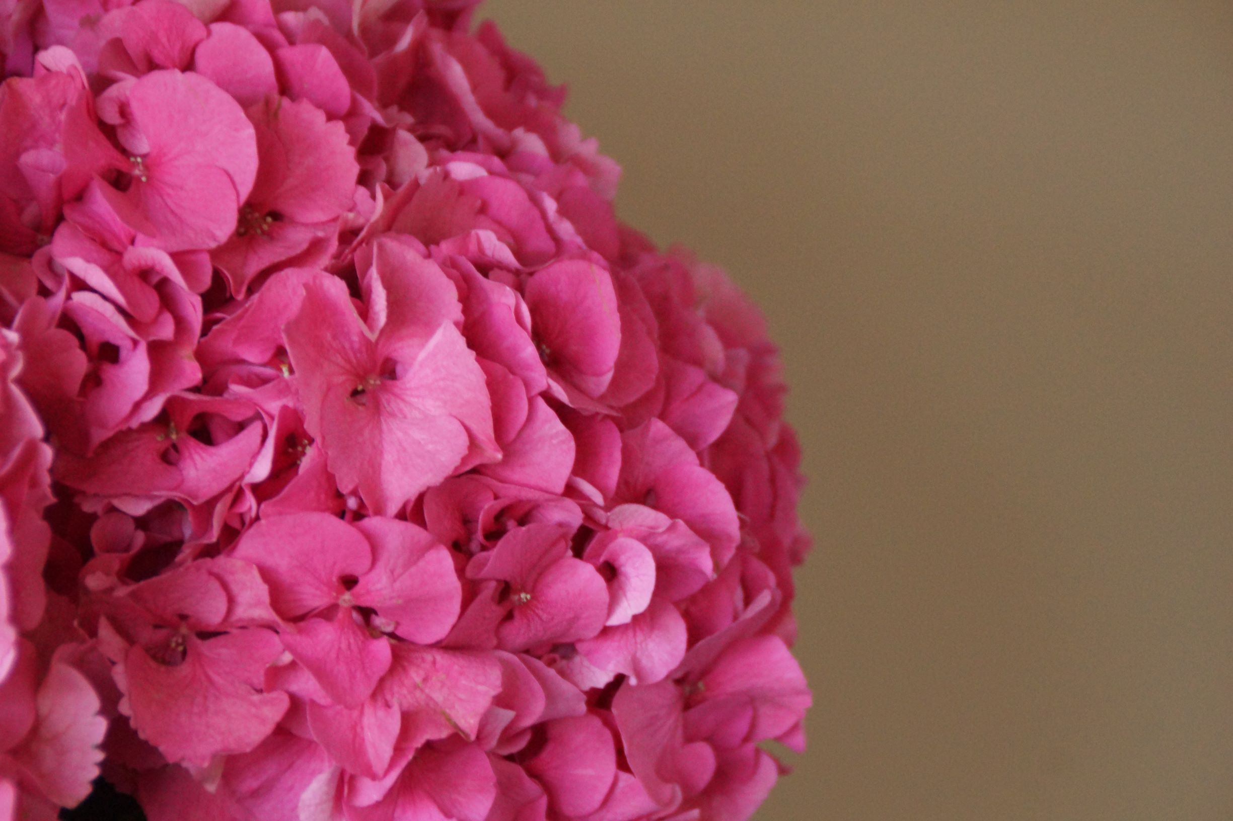TP_hortensia