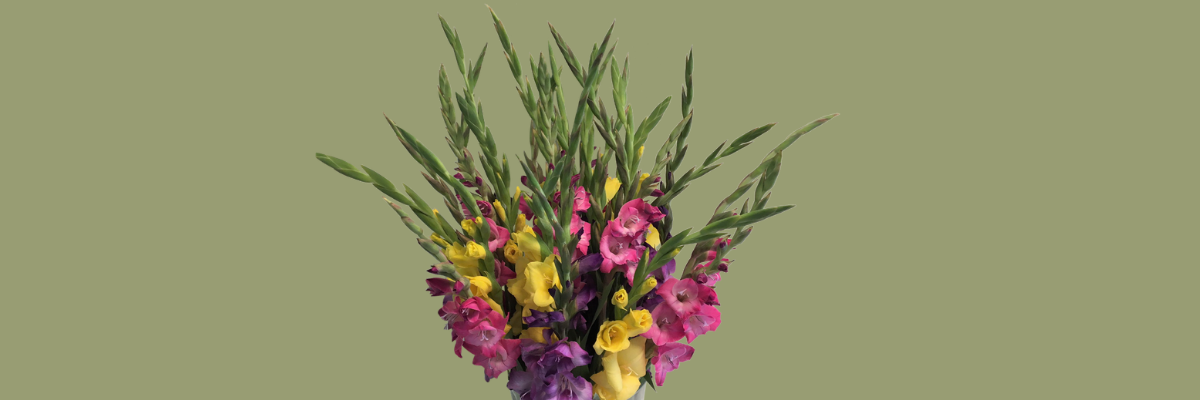 Gladiolus